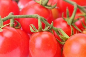 娱乐圈番茄小说吃瓜,番茄小说中的吃瓜盛宴，揭秘明星背后的秘密