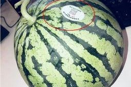 湛江网红吃瓜,揭秘当地美食文化新潮流